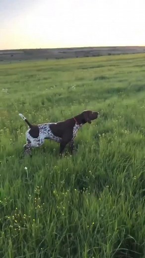 2.3K views · 375 reactions | It’s an amazing thing to watch GSPs do their job, and I’m here for it. Genetics lays the groundwork, training shapes the instinct into something amazing, @gsp_del_ozren_badza Ozren Badza and his dogs are   #fyp #fielddoglife #huntingdogs #gsp #dogphotography #dogsofinstagram #bestoftheday #hunter #birddog #upland #follow | Field Dog Life | Facebook