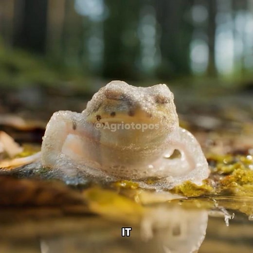 This Frog FREEZES Solid… and Comes Back to Life! | The Zombie Wood Frog of Alaska