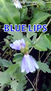 👄 Blue lips smell like violets 💙 Sclerochiton harveyanus - Mazabuka, or Blue Lips blooms with quirky blue-to-purple flowers that really do look like lips. And in the tropical plant world, blue flowers are rare. And they are lightly violet-lavender-fragrant! 💙 Even better? It's a total shade lover. No need for blazing sun - this beauty is happy to bloom in the cool, leafy spots of your garden. 💙 Loved by bees and birds, and just the right mix of weird and wonderful. 🛒 Add Blue Lips to your s
