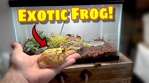 I got my new pet albino frog!🐸