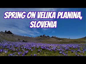 Spring on Velika Planina, Slovenia. A walk through fields of blooming crocuses and mountain views 4K