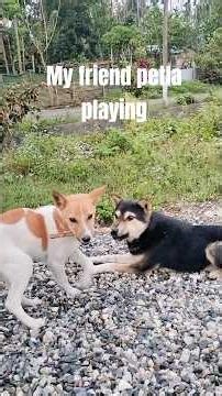 My friend petla playing with me #highlights #animals