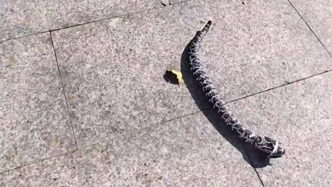 Tipmant Realistic Remote Control Snake RC Animal Toy Crawling Electric Electronic Battery Powered Honored for Kids Cat Halloween Christmas Prank Birthday Gifts (Black)