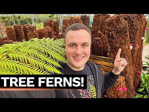 Tree Ferns at Linden Nurseries - Trunk Buying, Planting & UK Care Tips