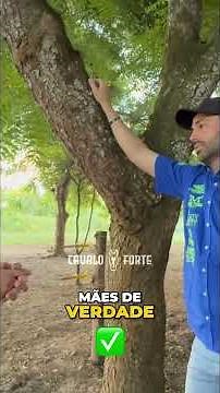 Garanhões Genética de Elite e Transferência de Embriões Explicada!