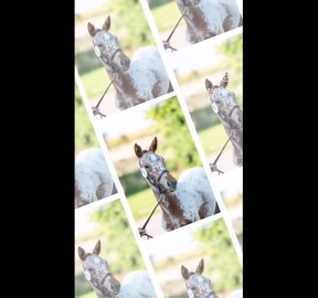 Adorable Appaloosa foal at a horse show