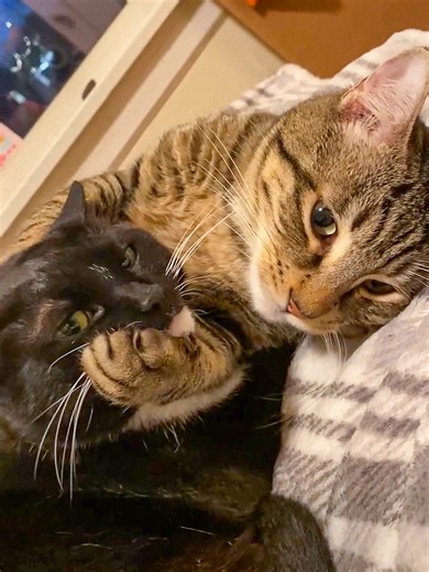 Cats Showdown: Hilarious Feline Fights! 😂