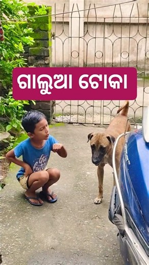 ଗାଲୁଆ ଟୋକା #🙂😛 odia comedy funny shot viral video entertainment