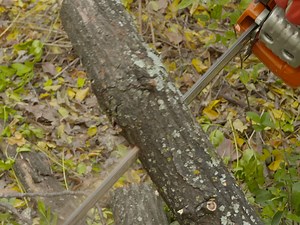 The Calibration and Use of Capacitance Sensors to Monitor Stem Water Content in Trees