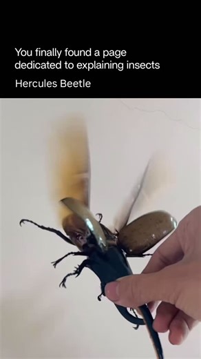 Explaining Insects 🦋 on Instagram: "The Hercules beetle (Dynastes hercules) is one of the largest and most powerful beetles in the world, known for its massive size, impressive horn structure, and striking appearance. Males can reach up to 17 cm in length including their horn, which they use not for aggression but mainly to push or lift rivals during competition for mates. Their bodies are strong and glossy, with males often displaying a long upper horn and a shorter lower horn, giving them a d