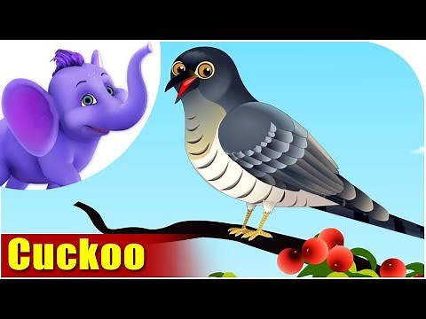 Cuckoo | Song on birds | 4K | Appu Series