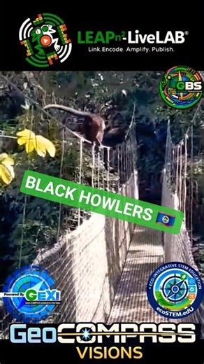 WOW Playful Howler Monkey Troupe 🇧🇿