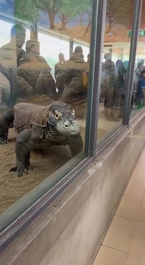 A normal day at the zoo turns into chaos when a massive Komodo dragon appears to break through its enclosure 😳 Shaky, continuous handheld footage captures the panic as visitors run and emergency teams move in. ⚠️ AI-generated fictional scenario created for entertainment only. Would you have run or frozen if you were there? 👀🔥