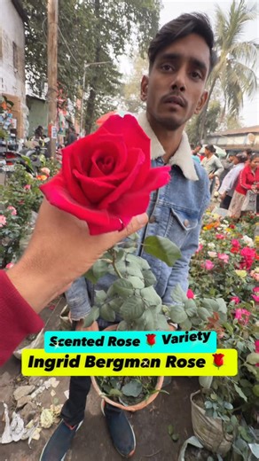 Best Flowers Forever on Instagram: "OMG… THIS is the WORLD’S FAVORITE ROSE! 😱🌹 Meet the legendary Ingrid Bergman rose—voted “World’s Favourite Rose” by the World Federation of Rose Societies in 2000 and inducted into their Hall of Fame ! 🏆✨ Named after Hollywood icon Ingrid Bergman, this rose has ALL the glamour you’d expect! #reels #ingridbergmanrose #worldfavoriterose #halloframrose #viral"