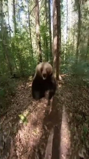 Heart-stopping moment: Bear charges at hiker, captured on GoPro!
