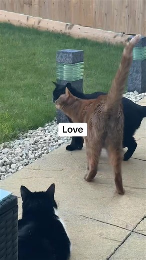 He loves her so much! 18yr old and a 2yr old #cats #catsoftiktok #blackcats #blackcat #blackcatsoftiktok #orangecat #orangecatbehavior #orangecatsoftiktok #orangecats