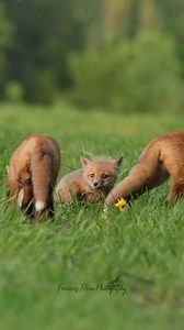 6.6K views · 221 reactions | Part 2: The little Quasimodo didn’t have...