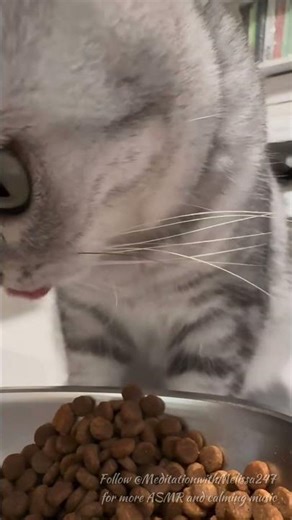 Cat ASMR | ‪@MeditationwithMelissa247‬ | Calm | Relax | Kitty | Licking #mindcleanse
