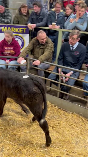 🐮 709 CALVES THIS WEEK 🔥 Trade on fire this week with buyers travelling from Pembrokeshire, Anglesey, Yorkshire, Lincolnshire, Worcestershire and Devon! 📈 221 calves sold over £600 📊 Overall market average: £392 per head (includes 215 dairy bulls) If you’re after quality calves, you need to be at MDM – numbers rising week on week! ⸻ 🐄 FRIESIAN BULLS 🚀 215 forward – fantastic trade for every shape & size 💷 Best: £200–£300 💷 Medium: £125–£175 💷 Small: £50–£100 📊 Average: £130.86 ⸻ 🐂 NAT
