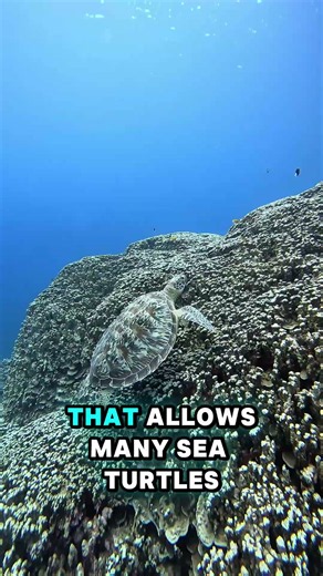 Mind-blowing facts about Sea turtles #funfacts