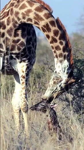 Giraffe Birth Caught on Camera!