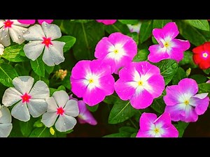 How to Grow Periwinkle from Cuttings