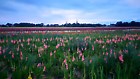 20x Gladioli Large Flowering Mixed Bulbs Summer Gladiolus Garden Perennial Corms  | eBay UK