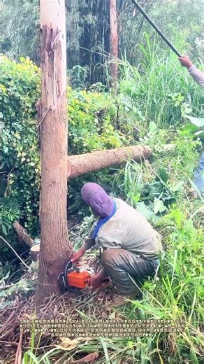 森の巨人と対峙：チームワークで挑む安全伐採