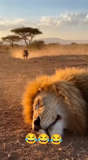 Pigeon Funny Moments with Loin