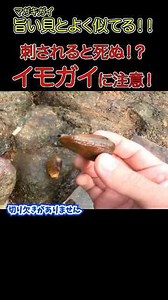 イモガイとマガキガイの見分け方：海辺で知っておきたい特徴と注意点