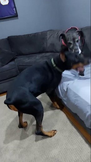 Great dane vs Doberman pinscher