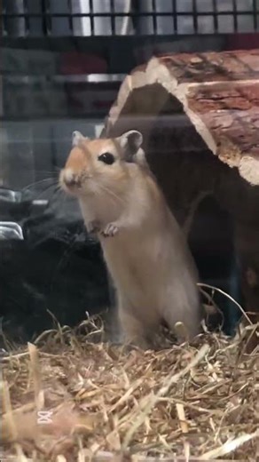 Curious and funny🐹 # rodents #pets