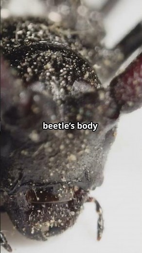 The Explosive Defense of Bombardier Beetles!