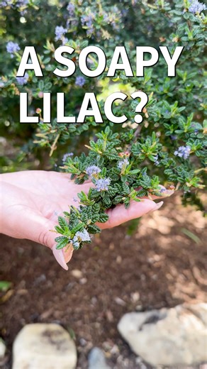 18 reactions | The magical California Lilac (Ceanothus ‘Dark Star’) is blooming—and yes, its blossoms really create a soapy lather when rubbed underwater! 識 But please admire with your eyes (and nose)—help us keep the magic alive by not picking the flowers.  #CaliforniaLilac #CeanothusMagic #SCBGInBloom #rootedinthecommunity #NatureSurprises #scbgarden #discoverscbgarden | South Coast Botanic Garden | Facebook