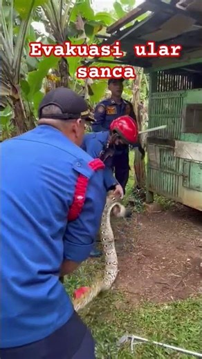 Kenyang makan ayam, ular ini ditangkap pemadam! #damkar