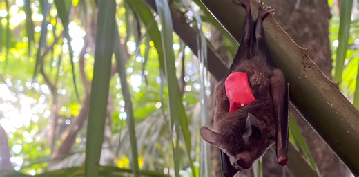 Tiny recording backpacks reveal bats’ surprising hunting strategy
