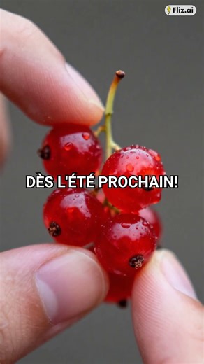 Et si planter un groseillier en mi-décembre vous offrait des fruits dès l’été prochain ? Cette vidéo