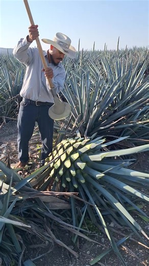 Videos de jose (@jose7_22) con “sonido original - los.del.llano.1”