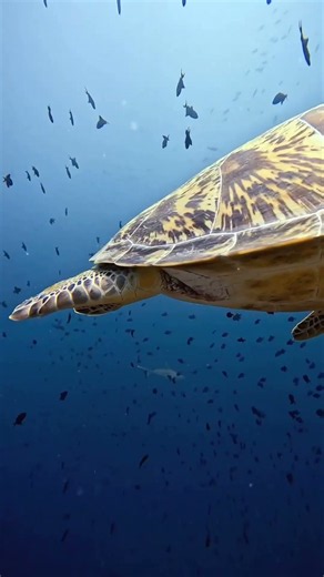 Insane day in the blue 🐢 #maldives #shark #turtle #ocean #bluelock #blue