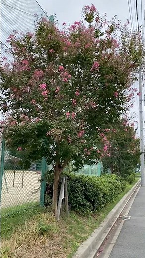 【サルスベリ】又穂公園2025年9月下旬short