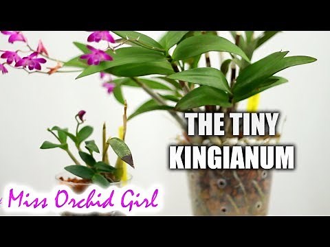 The Dendrobium kingianum Orchid is alive! and has buds :p
