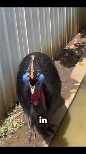 4 Animals that look like demons 💀