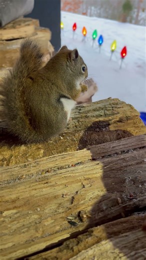 Ruddy at the wood pile