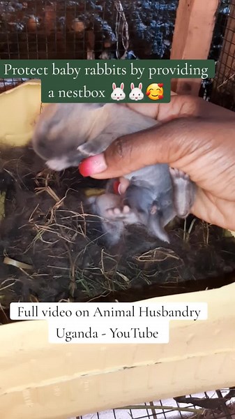 How to Provide Nest Boxes for Baby Rabbits