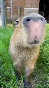 One of the things people are often surprised by is how vocal capybaras are! Pumpkin makes a variety of noises, including whistles, clicks, chattering, hups, and even barks! #capybara #capybaras #funfacts #animals #animalsofinstagram #capybaralove #capybaramemes #learnsomethingnew #didyouknow | Dark Wings Wildlife & Education