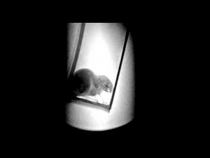 X-ray Fluoroscopy of a MOUSE **see the INSIDE of a mouse as it moves around!!**