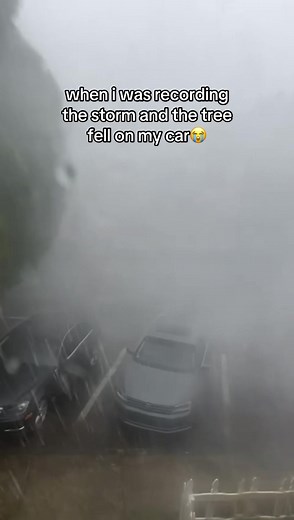 Tree Falls on Car During Storm: Shocking Moment