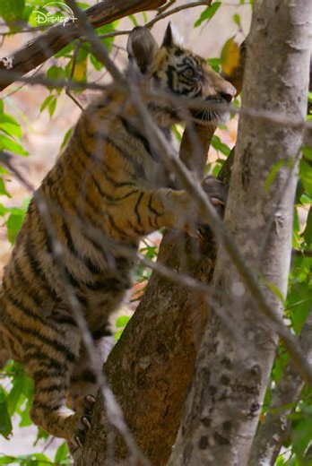 One day, this little tiger cub will be an excellent predator, but it's still got a long way to go 🐯 Disney Nature's #Tiger is now streaming on @Disney .