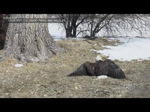 Community devastated after bald eagle loses her lifelong mate