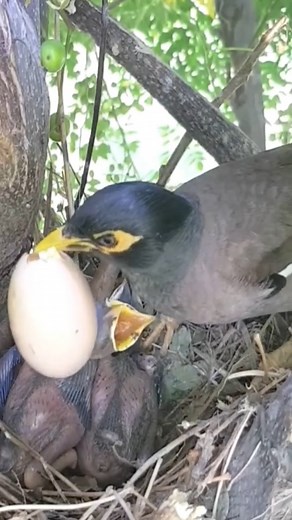 Review bird nest, bird life baby bird nest #birdlovers #holidays #wildlife #squirrel #naturelover #babybird #relax #birdsofinstagram #birdnest #birdsounds #littlebird #bird #birdlife #nature #motherbird #viralvideo #reviewbirdnest #babybird #birdphotography #birdwatching #naturephotography #beautifulnature | Bird plus Animals
